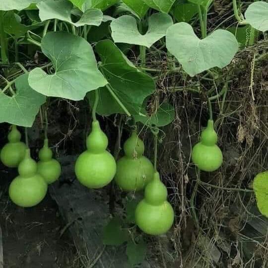 Hạt giống bầu hồ lô ngắn ngày - 1g