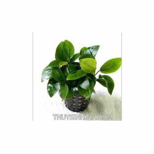 Ráy lá nhỏ , trầu bà nhỏ