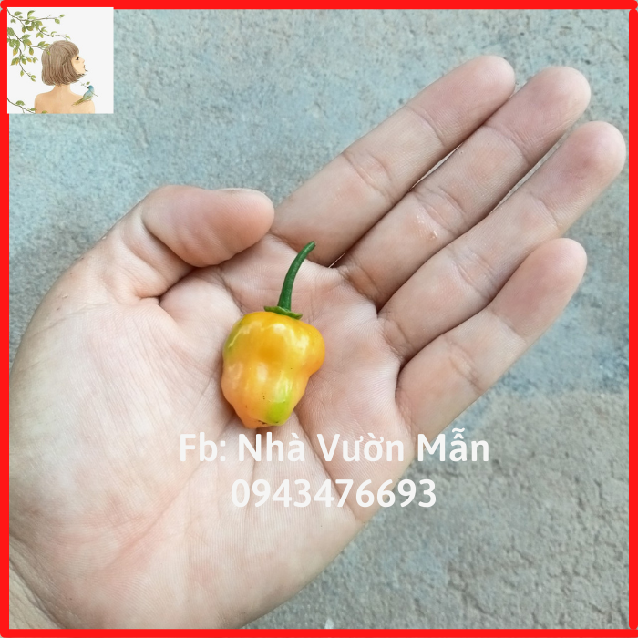 5 Hạt Ớt Habanero Yellow Mini
