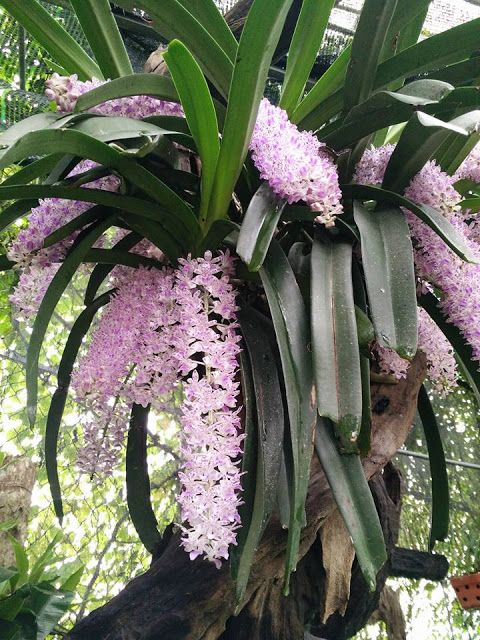 Hoa lan đuôi chồn