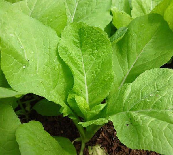 GÓI 20G HẠT GIỐNG CẢI MƠ ĐĂM