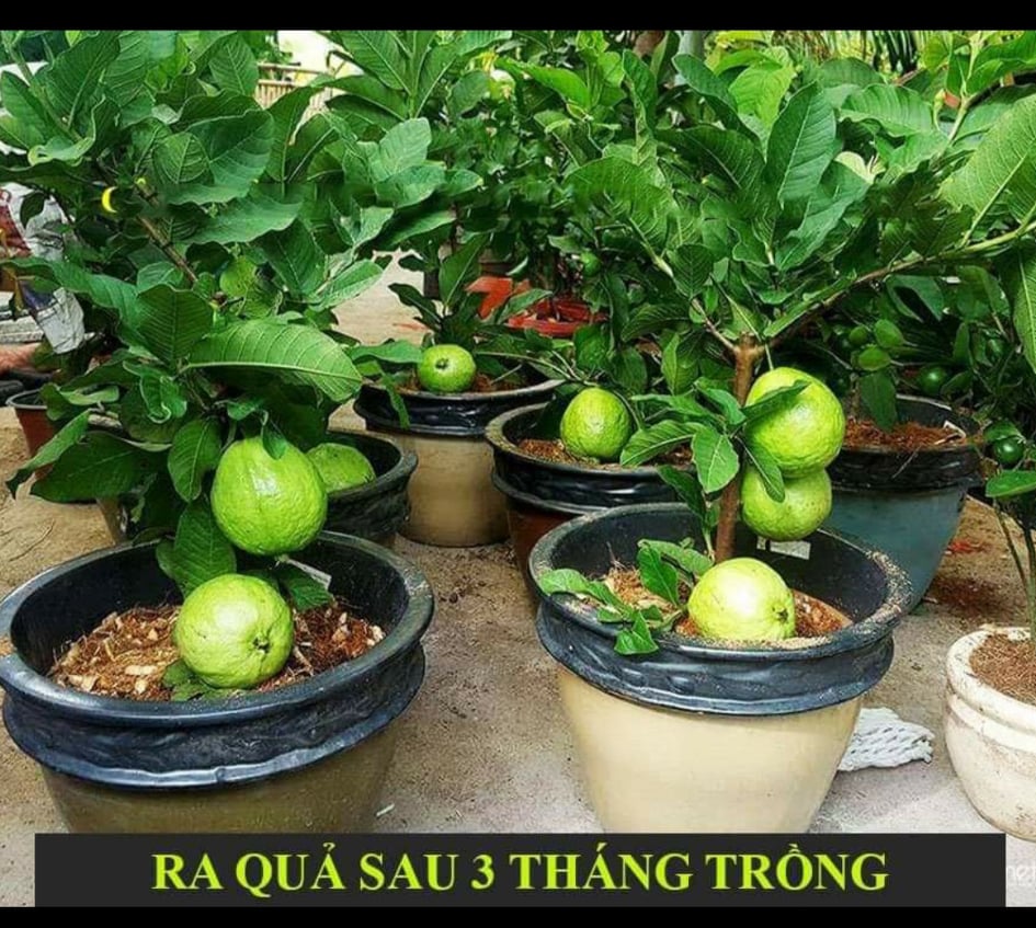 CÂY ỔI ĐÀI LOAN SIÊU TRÁI SAU 3 THÁNG