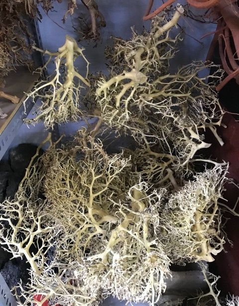 Lũa xương chùm / Lũa tán quýt 🔥 Chuyên ghép tán bonsai thuỷ sinh