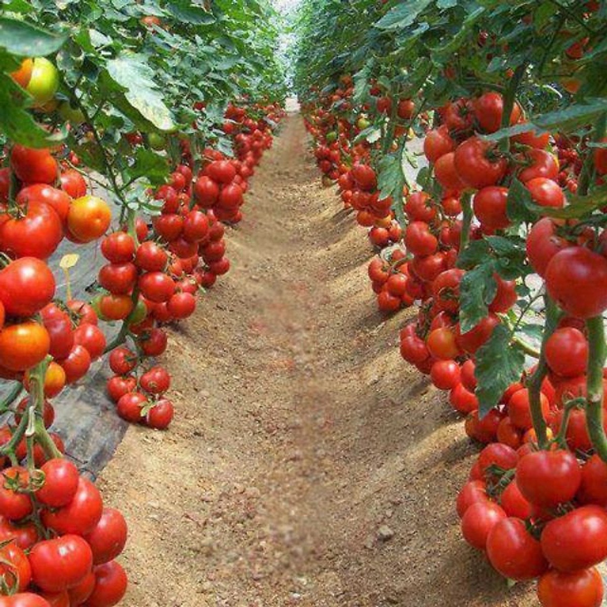 Hạt giống cà chua lai f1