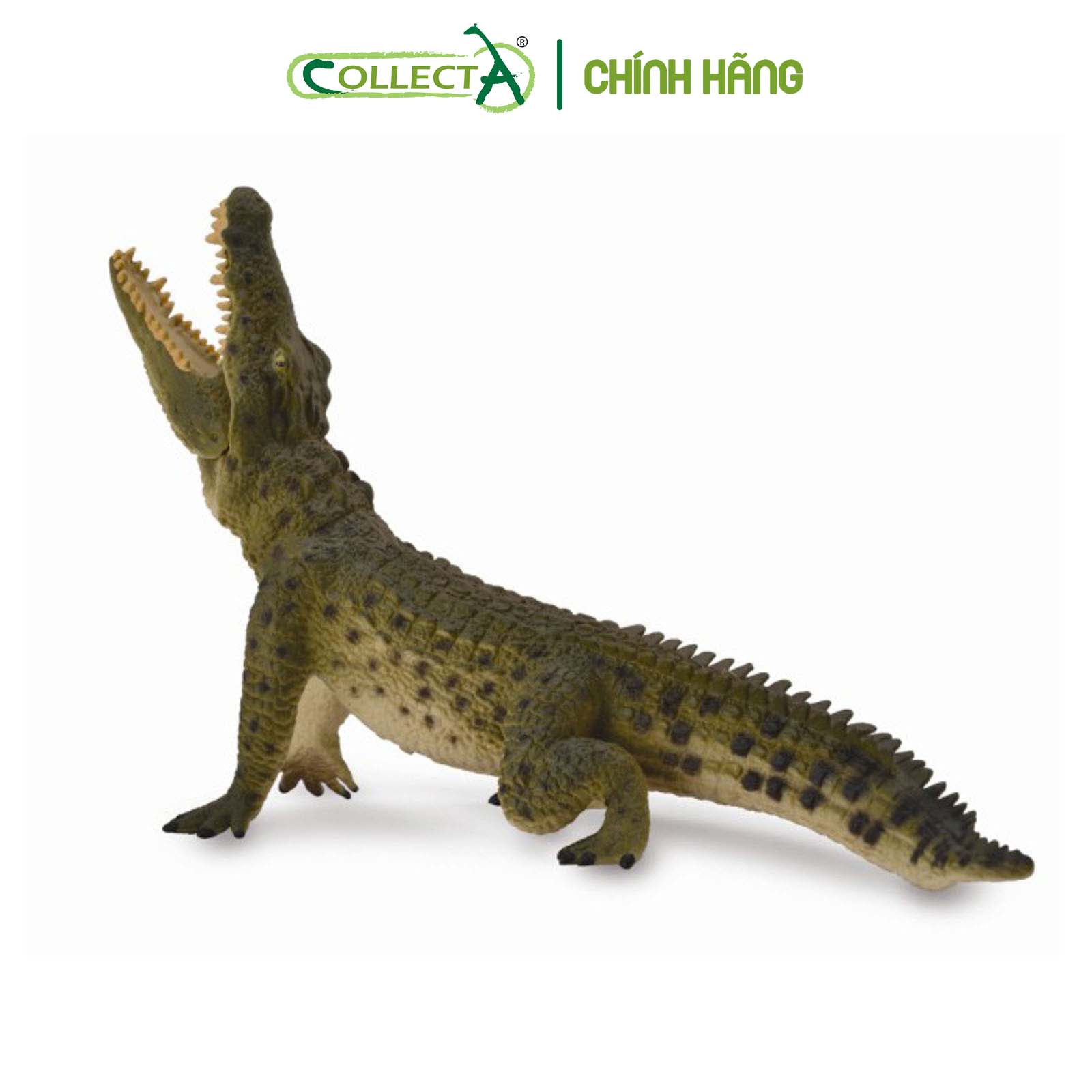 Đồ chơi mô hình động vật CollectA Cá Sấu Sông Nile - Nile Crocodile Leaping with movable jaw