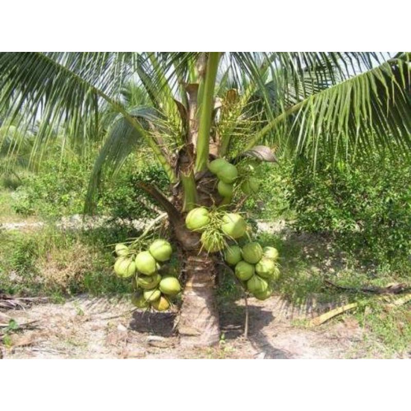 Cây giống dừa xiêm xanh lùn