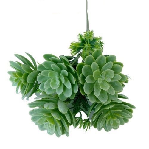 Cụm sen đá giả, sen đá giả, cây sen đá 067