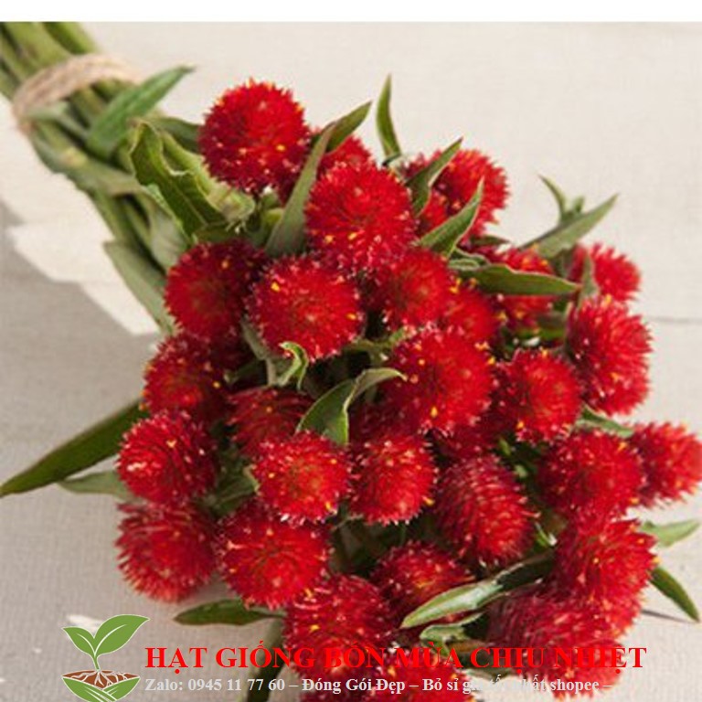 308A GÓI 20 Hạt Cúc Bách Nhật Đỏ Siêu Hoa