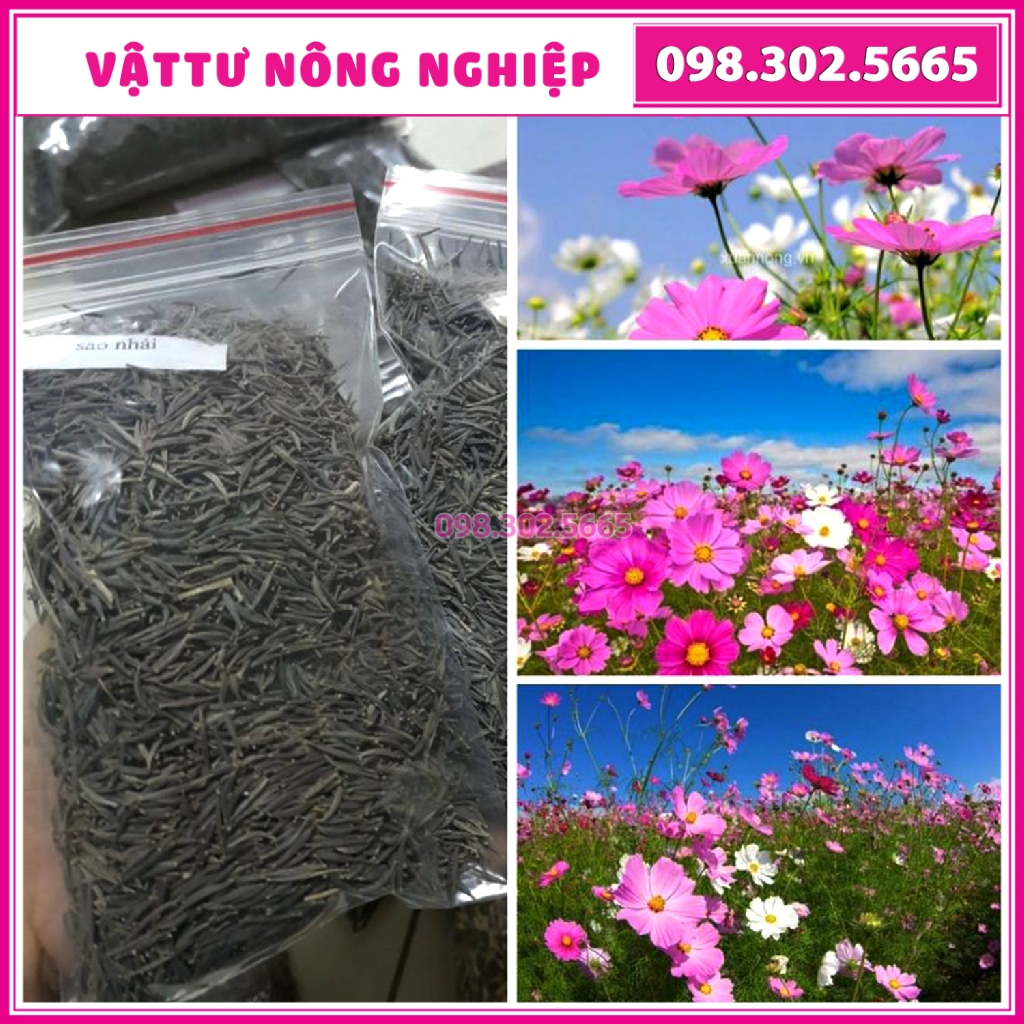 100g Hạt giống hoa cánh bướm, sao nháy, hoa bươm bướm hạt trắc mẩy, nảy mầm tốt, dễ trồng