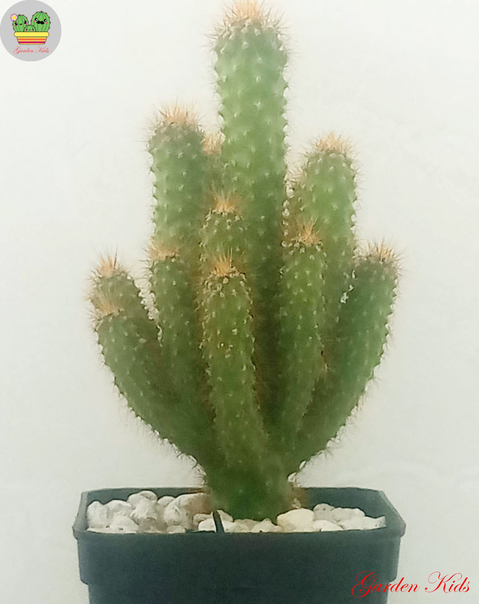 Xương rồng thanh sơn vàng I