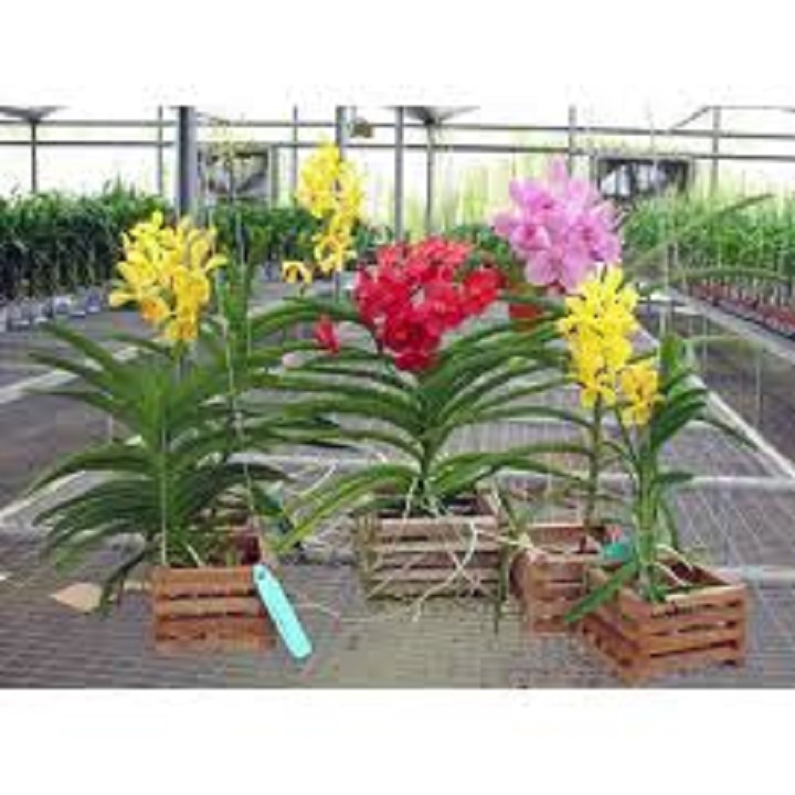 Cây giống lan mokara đủ màu hàng thái lan