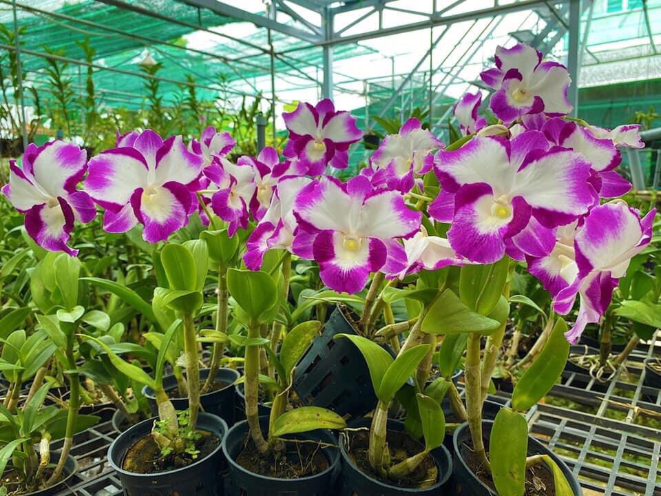 Den lai catt nữ hoàng