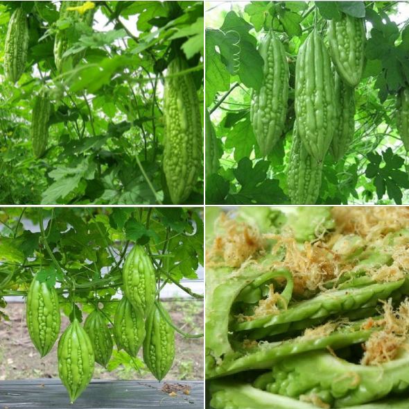 Hạt giống khổ qua mỡ ta - - 1 gói 10 hạt
