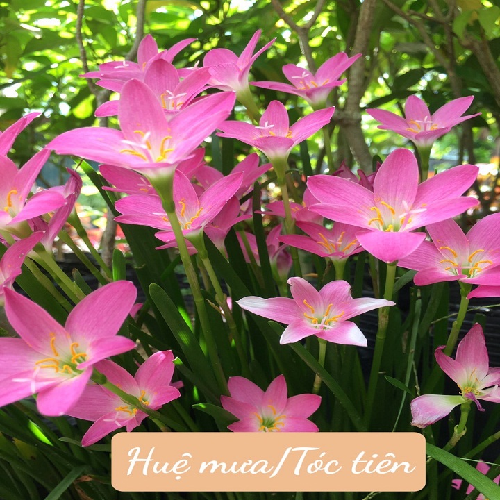 Cây hoa Huệ mưa/ Cây Tóc Tiên (củ giống-combo 10 củ 15k)