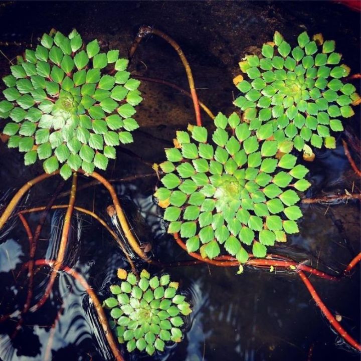 ấu thái ra hoa vàng 4 mùa - cây thủy sinh trang trí bể cá ngoài trời , hòn non bộ thủy sinh