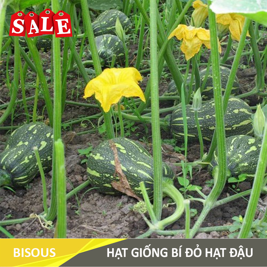 [SALE 50%] Hạt giống Bí Đỏ Hạt Đậu Q4 Bisous KLT 20 hạt, Tỷ lệ nảy mầm cao, sinh trưởng và phát triển tốt