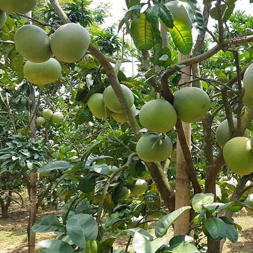 3 cây giống bưởi đương siêu ngọt