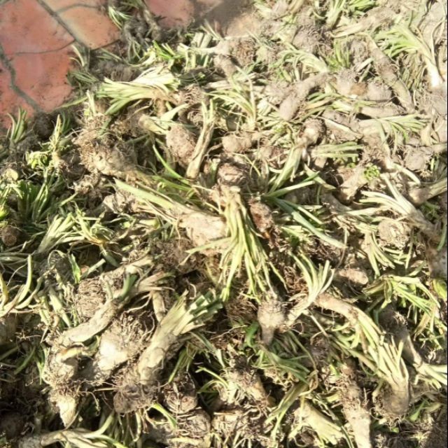 COMBO 5 CỦ HOA GIỐNG HOA HUỆ TA TRẮNG THƠM (HOA DẠ LAI HƯƠNG) - CB5CGHHTTT