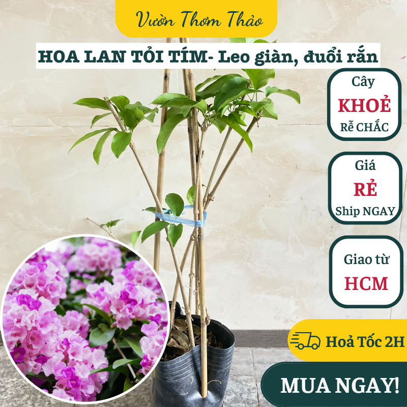 Chậu giống lan tỏi tím ,, cây giống hoa khoẻ trồng chậu nhựa, thuần khí hậu hoa quanh năm, vườn thơm thảo