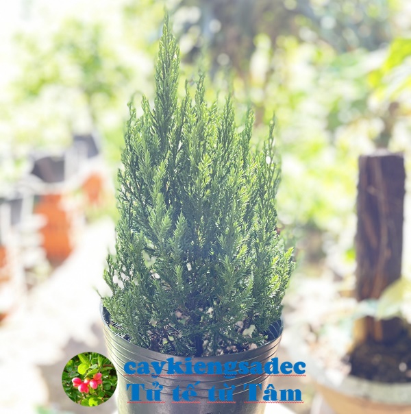 caykiengsadec - Cây Sơn Tùng +tặng phân bón cho cây mau lớn - hoa kiểng lá - cây phong thủy - trang trí nội thất cảnh quan sân vườn ngoài trời