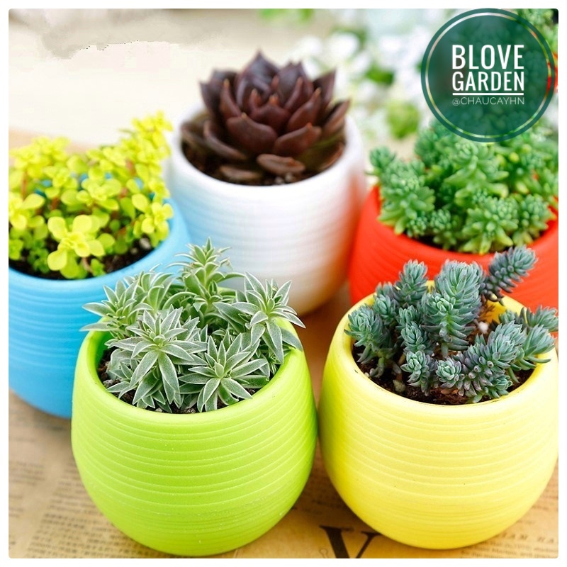Chậu Cây, Chậu Hoa Mini Nhựa Nhiều Màu Sắc Trang Trí Nhà Cửa, Văn Phòng, Bàn Làm Việc, Phòng Khách xinh xắn