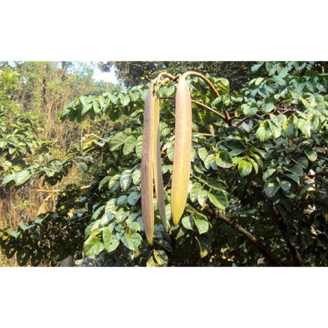 Vỏ Lúc Lắc Dùng Để Tắm Gội - 1Kg