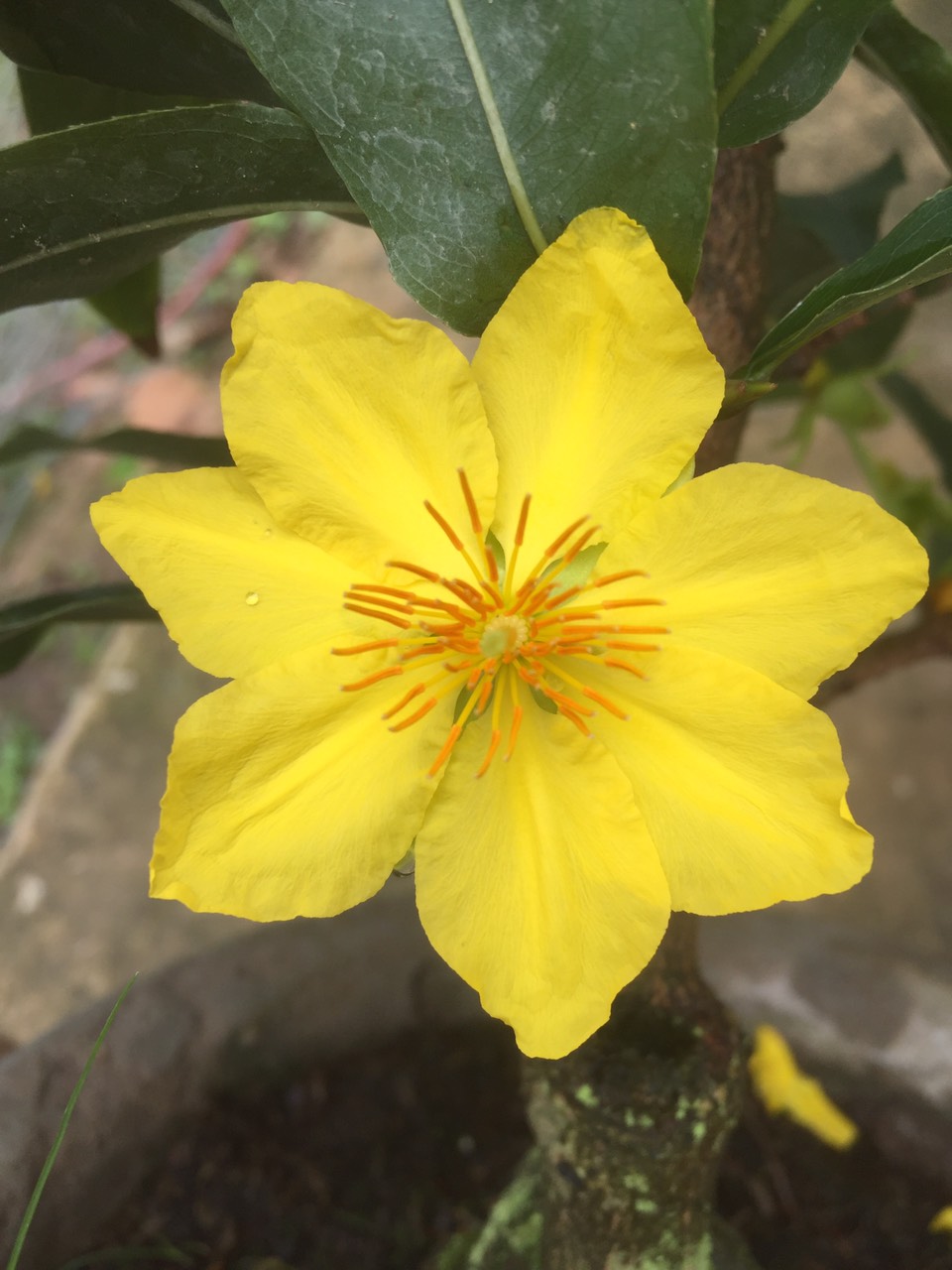 Mai Giảo Thủ Đức