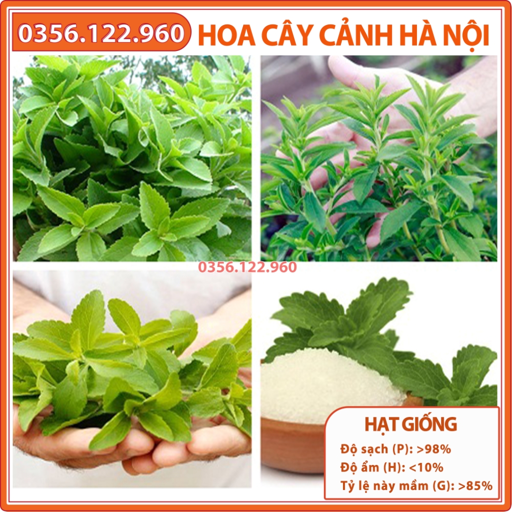 Hạt giống cỏ ngọt giống thuần - Gói 0,2g - Shop hoa cây cảnh Hà Nội