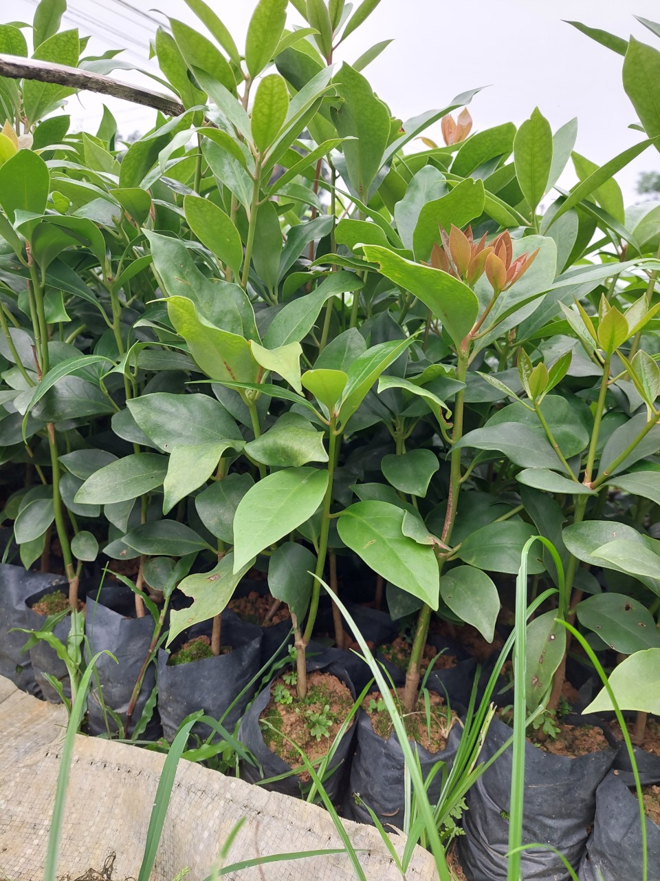 Cây hồi giống