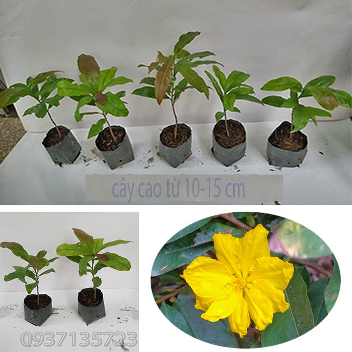 combo 5 cây mai giống cao từ 10-15cm