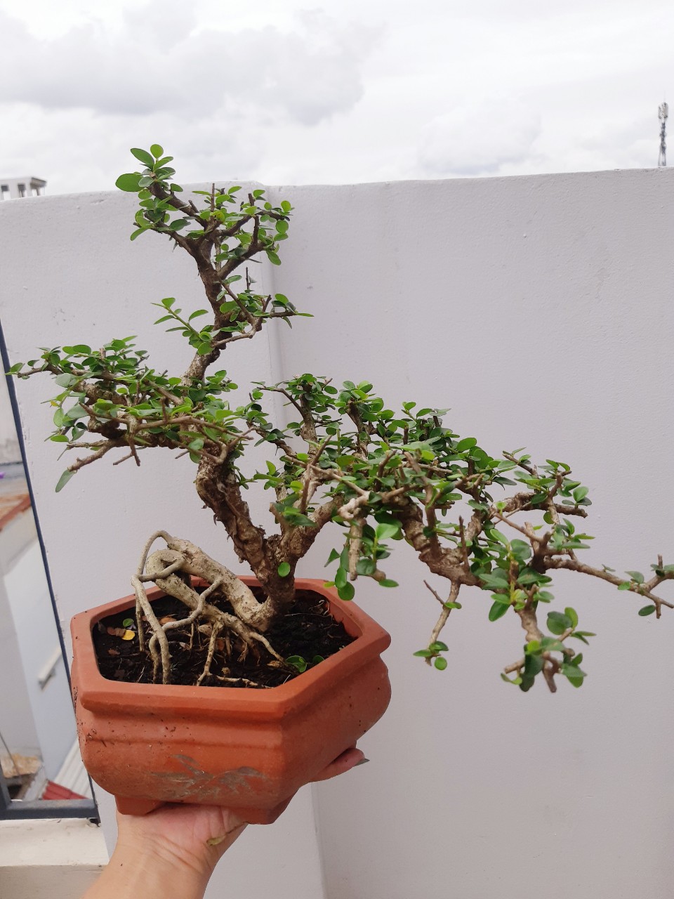 cây sam trái (sam núi) bonsai già
