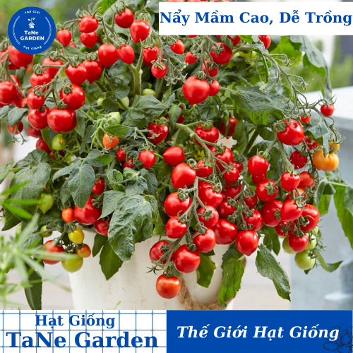20h hạt giống cà chua cherry đỏ lùn trồng chậu- tane garden