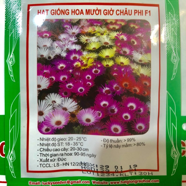 HẠT GIỐNG HOA MƯỜI GIỜ CHÂU PHI F1