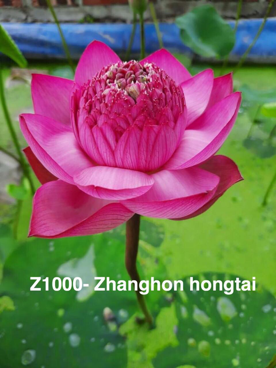 Củ Sen Thái giống gồm 12 loại