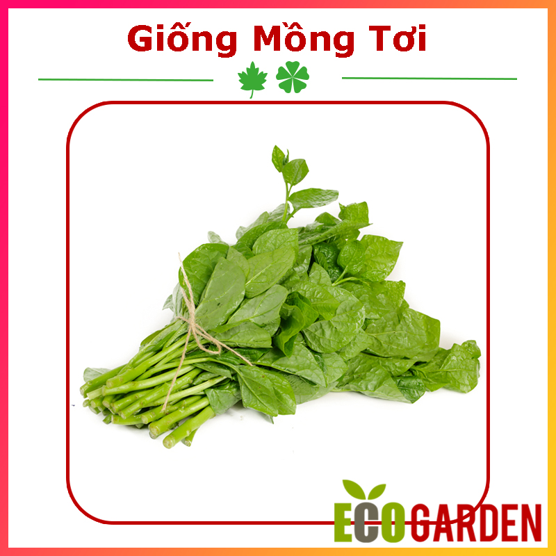 Hạt giống rau mồng tơi lá to 10g