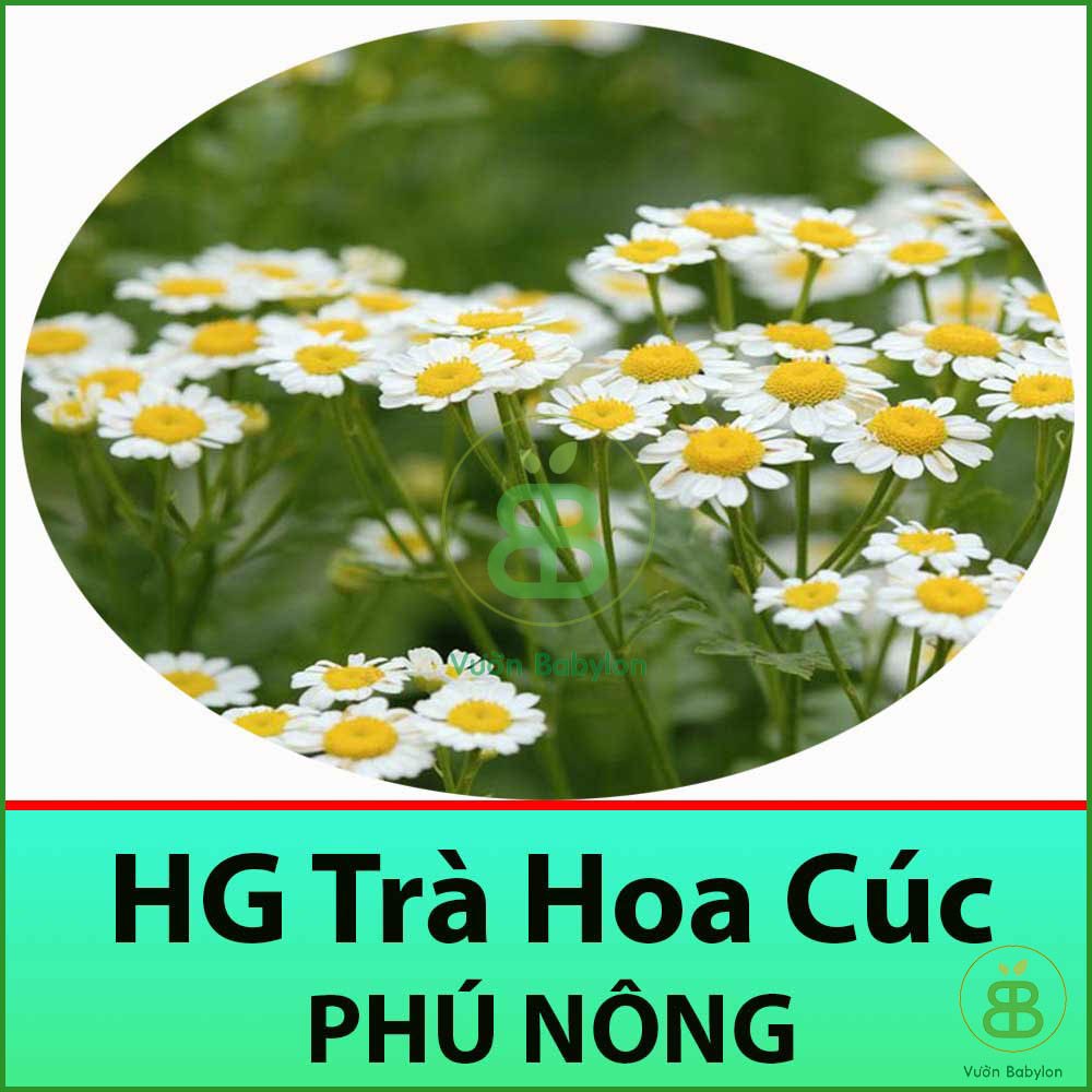 Hạt Giống Trà Hoa Cúc Dễ Trồng, Dễ Chăm Sóc 3GR