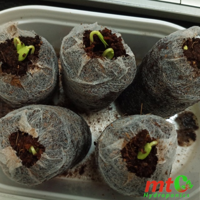Gói 50 viên nén ươm hạt mụn dừa - nảy mầm 99%