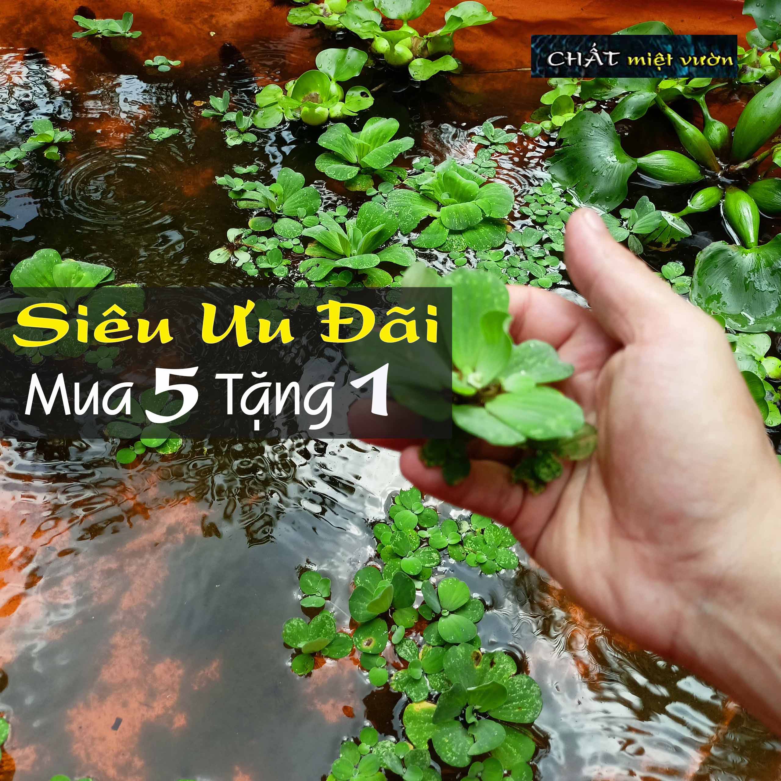 Cây bèo cái thủy sinh - Bèo tai tượng giống