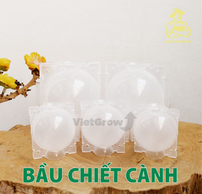 Combo 3 bầu chiết cành croco - size l , màu trong suốt