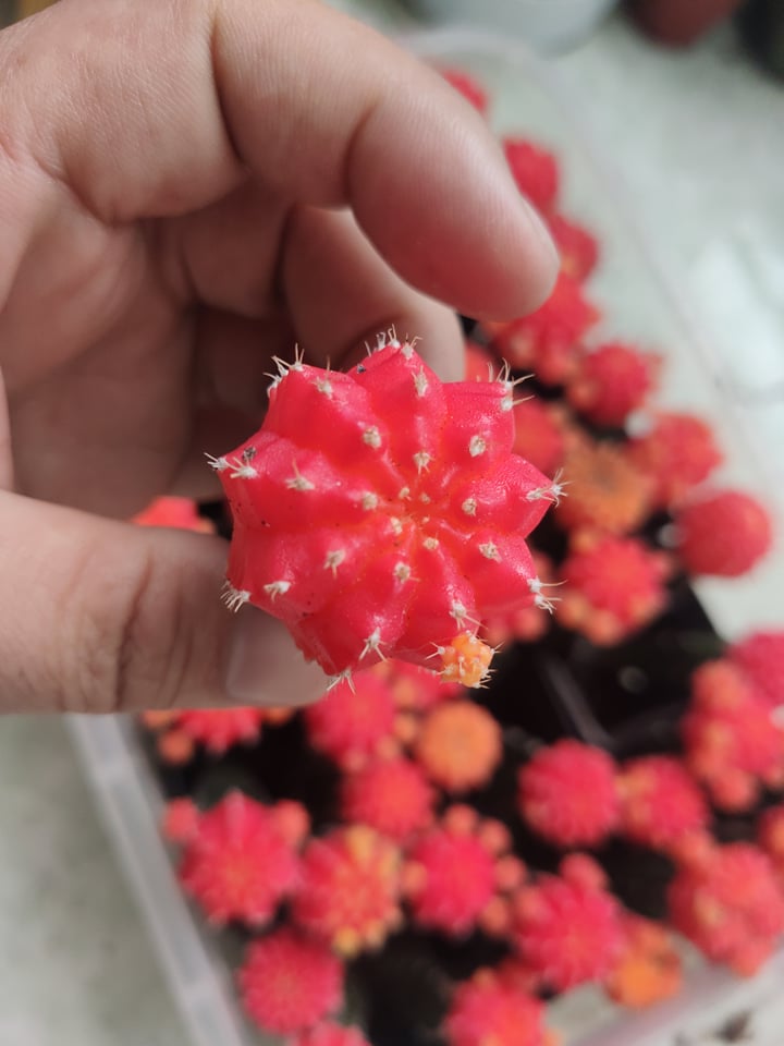 Xương rồng tháp đỏ hồng ngọc