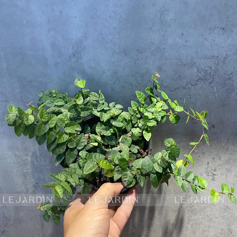 Thằn lằn xanh - thằn lằn cẩm thạch - dây leo mini