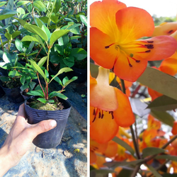 Hoa đỗ quyên Úc - Combo 4 cây giống có bầu đất khỏe mạnh