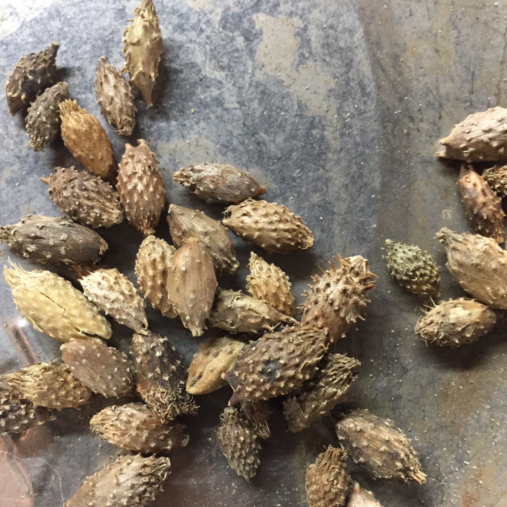 1kg hạt ké đầu ngựa