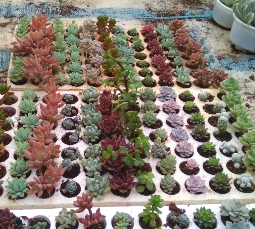 sen đá vỉ combo 12 loại 84 cây