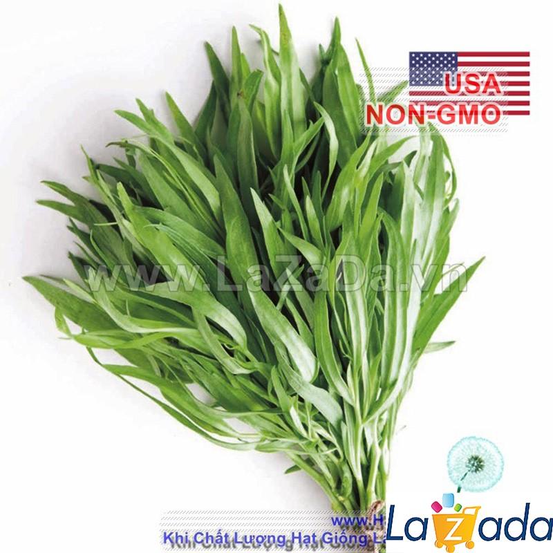 100h hạt giống húng bạc hà âu húng lũi âu