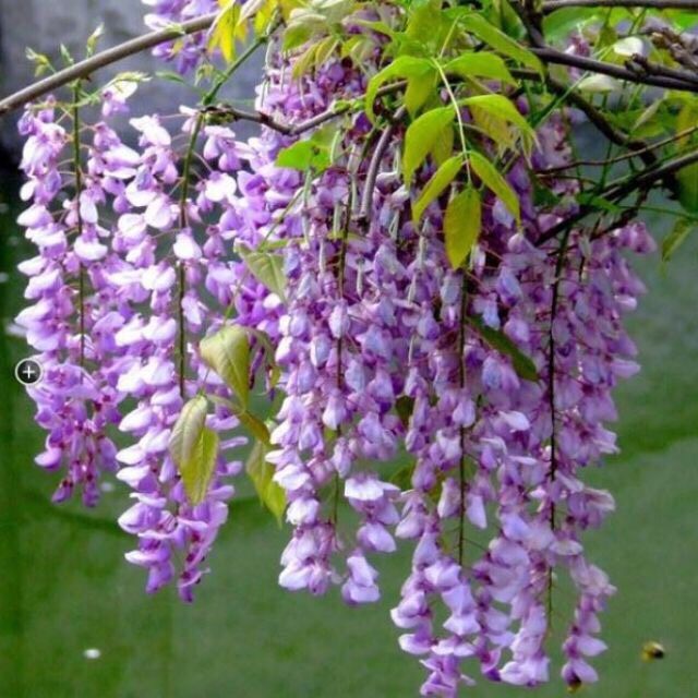 Giống Hoa Tử Đằng Siêu Đẹp.Cây Hoa Đang Hót  Hiện Nay.