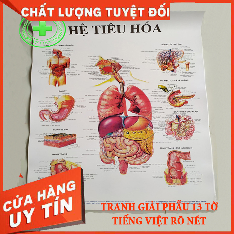 Tranh giải phẫu 13 tờ