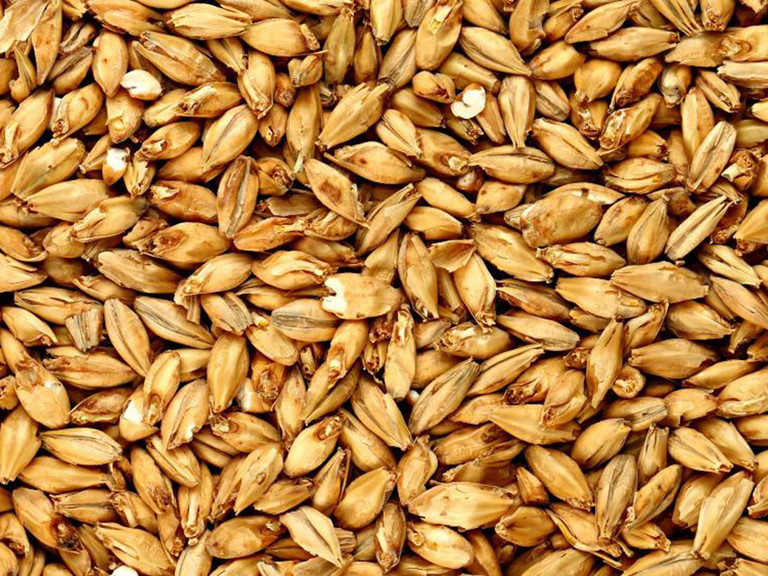 hạt lúa mạch đại mạch thức ăn cho chim vẹt bồ câu (1kg)(canada)