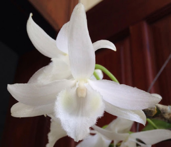 Phong lan trầm trắng hàng đài