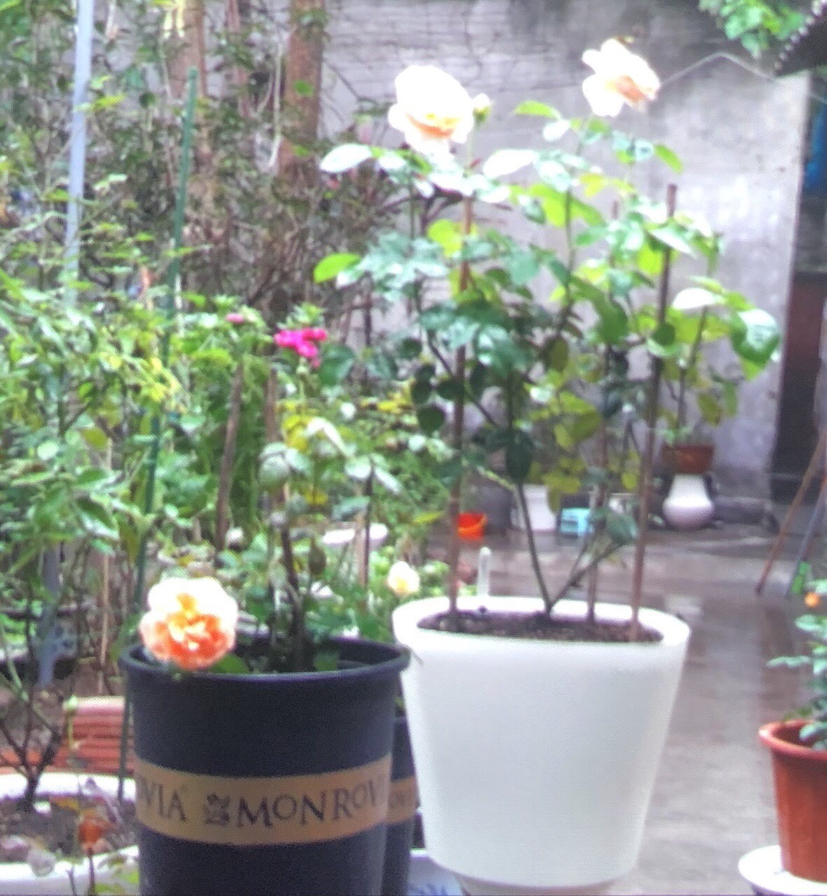 Combo 5 Chậu Monrovia, Chậu Hoa Hồng 3Gl Đến 5Gl Hàng Chất Lượng